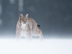 Lee más sobre el artículo Lince de Canadá: Un Icono de los Bosques Boreales